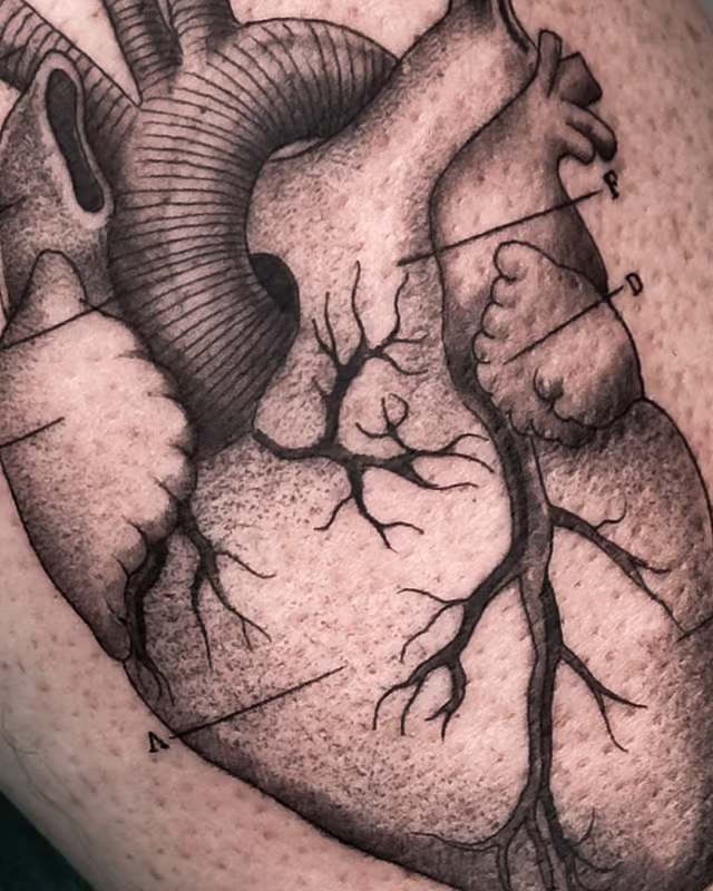 Anatomía 19