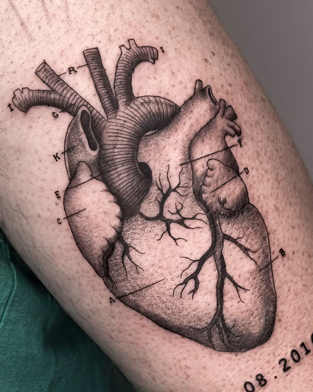 Anatomía 20