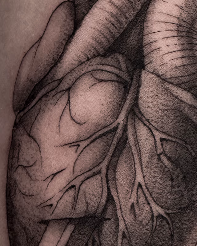 Anatomía 24