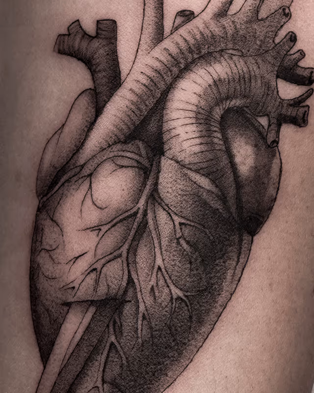 Anatomía 25