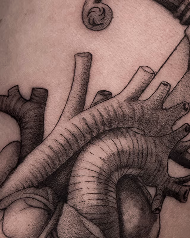 Anatomía 27