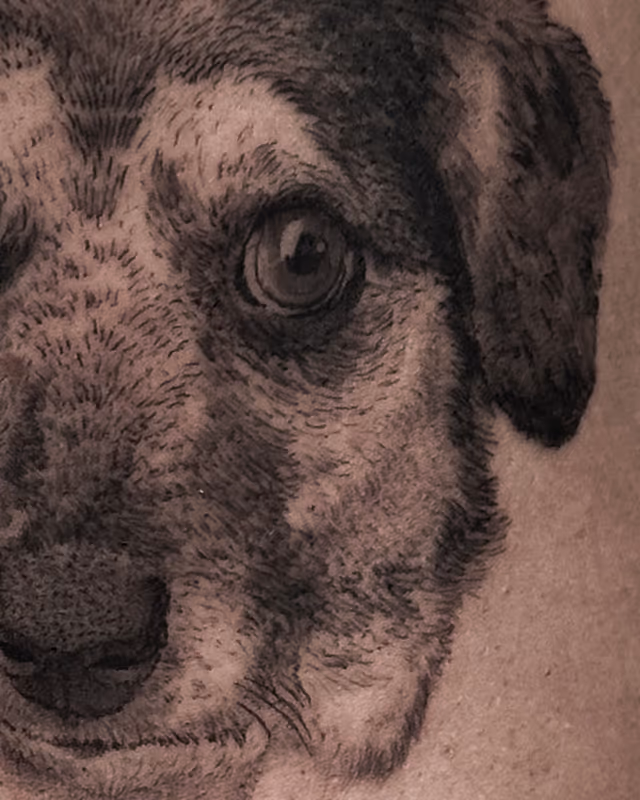 Animales 26